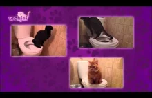 Naucz kota korzystać z toalety! POLSKI HIT!