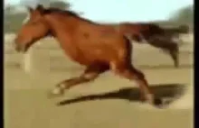 Wiecie, że jak wyszukacie "Running" w YouTube, to obejrzycie konia? ( ͡° ͜ʖ ͡° )