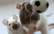 Kompilacja zdjęć szczurów