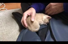 Śpiący kotek, który ciągle wraca na kolana właściciela