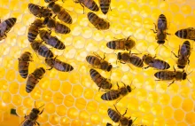 Pszczoły liczą lepiej, kiedy są odpowiednio nagradzane i karane [ENG]
