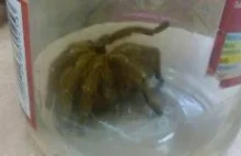 Jadowity pająk w worku odkurzacza w serwisie RTV w Radomiu