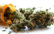 Czym różni się medyczna marihuana od rekreacyjnej?