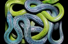 Kolorowe węże - 16 wspaniałych zdjęć.