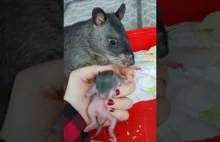 Szczur chwali się swoim potomstwem