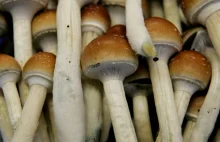 Oregon chce legalizacji grzybów psylocybinowych [ENG].