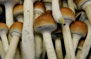 Oregon chce legalizacji grzybów psylocybinowych [ENG].