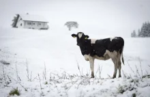 Szwajcaria już pod śniegiem [ZDJĘCIA]