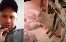 "W moim gospodarstwie będą wybijane zdrowe świnie" - dramatyczne nagranie...
