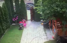 Tata ratuje córkę przed atakiem psa