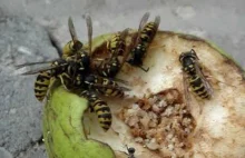 Głodna mrówka kontra głodne osy.