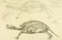 Anatomia żółwia na rycinach z 1821 roku.