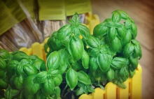 Dlaczego zioła z supermarketów tak szybko usychają?