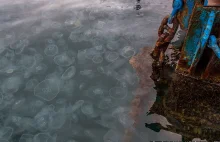 Inwazja meduz w Sewastopolu