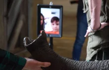 Robot, który zabiera chore dzieci na spacer po zoo w Poznaniu