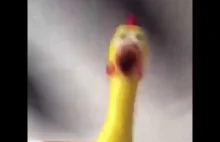 [PILNE] Plastikowy kurczak włożony w wiatrak