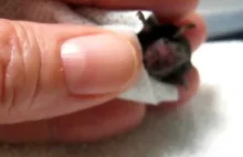 Uratowany mały nietoperz