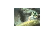 Dramatic Leopard Gecko