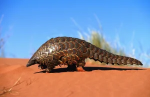 Pangolin [1072x670]