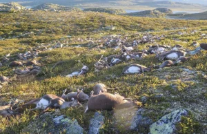 Kilkaset reniferów zabitych przez pioruny na płaskowyżu Hardangervidda