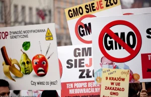 Polska wolna od GMO. Powstaną specjalne strefy pod uprawy modyfikowane