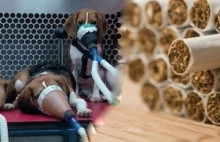 Największe koncerny tytoniowe testują szkodliwość papierosów na psach!