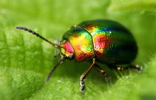 Złotka jasnotowa (Chrysolina fastuosa) – chrząszcz niczym klejnot