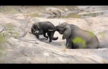 Matka słoń ratuje dziecko przed zatonięciem