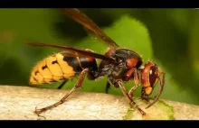 LIVE: Gniazdo szerszeni / Nest of hornets