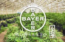 Bayer i marihuana GMO