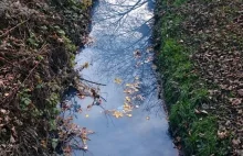 Zakład chemiczny zanieczyszcza rzekę?