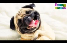 Funny Dogs Try Not To Laugh - Funny Pets Video 2017
