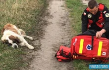 Pomoc psu który leżał na poboczu w miejscowości Miejsce