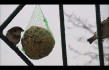 Najlepszy przysmak dla ptaków na zimę ... kula ziarnista.