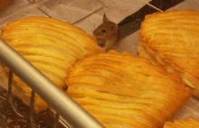 Myszy na półkach w Biedronce