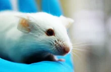 [ENG] Naukowcy wydłużyli życie myszy o 35%!
