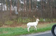 Daniel albinos ustrzelony na poboczu DK27