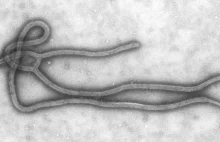 Eksperymentalny lek przeciw wirusowi Ebola powstał dzięki wykorzystaniu GMO