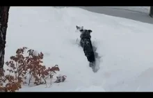 Duży pies musi przetrzeć szlak dla małego psa uwiezionego w śniegu