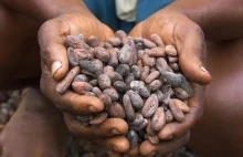 Nestle: Nasze produkty będą droższe, jeśli wykluczymy pracę niewolników.