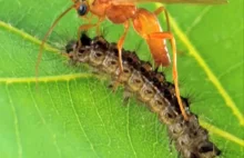 Roszczenia żydowskie - Syndrom osy zielonookiej -Lekcja grabieży z świata owadów
