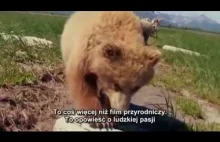 Grizzly Man. Kochał dzikie zwierzęta... aż do tragicznej śmierci.