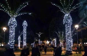 Dlaczego nie powinno się wieszać światełek na palmach?