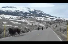 Zwierzęta uciekają z Yellowstone. Boją się wulkanu?