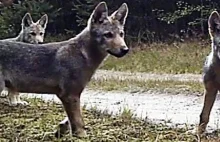 Wilk uratowany od śmierci we wnykach został ojcem 4 szczeniąt - Artykuły...