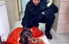 Policjanci zaopiekowali się rannym psem