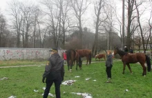 Konie błąkały się po Krakowie. Ktoś przerwał płot, a wcześniej zaspawał bramę.