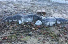 Kolejna martwa foka na wybrzeżu. Znaleziono ją na plaży w Jastrzębiej Górze