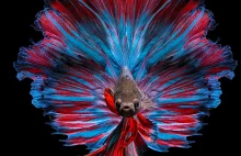 Fotografuję ryby Betta, aby pokazać ich niesamowity kolor i różne postacie