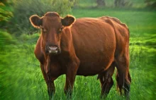 Krowa uciekła z gospodarstwa i poturbowała weterynarza